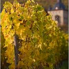 Herbst im Weinberg