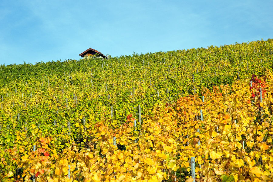 Herbst im Weinberg