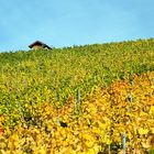 Herbst im Weinberg