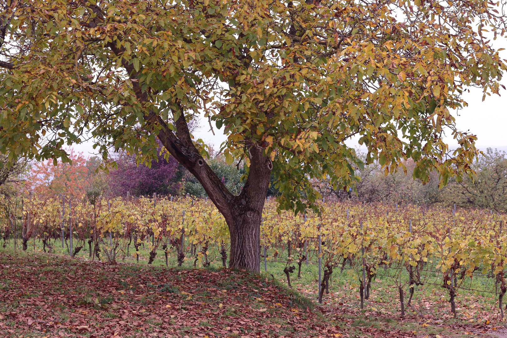 Herbst im Weinberg