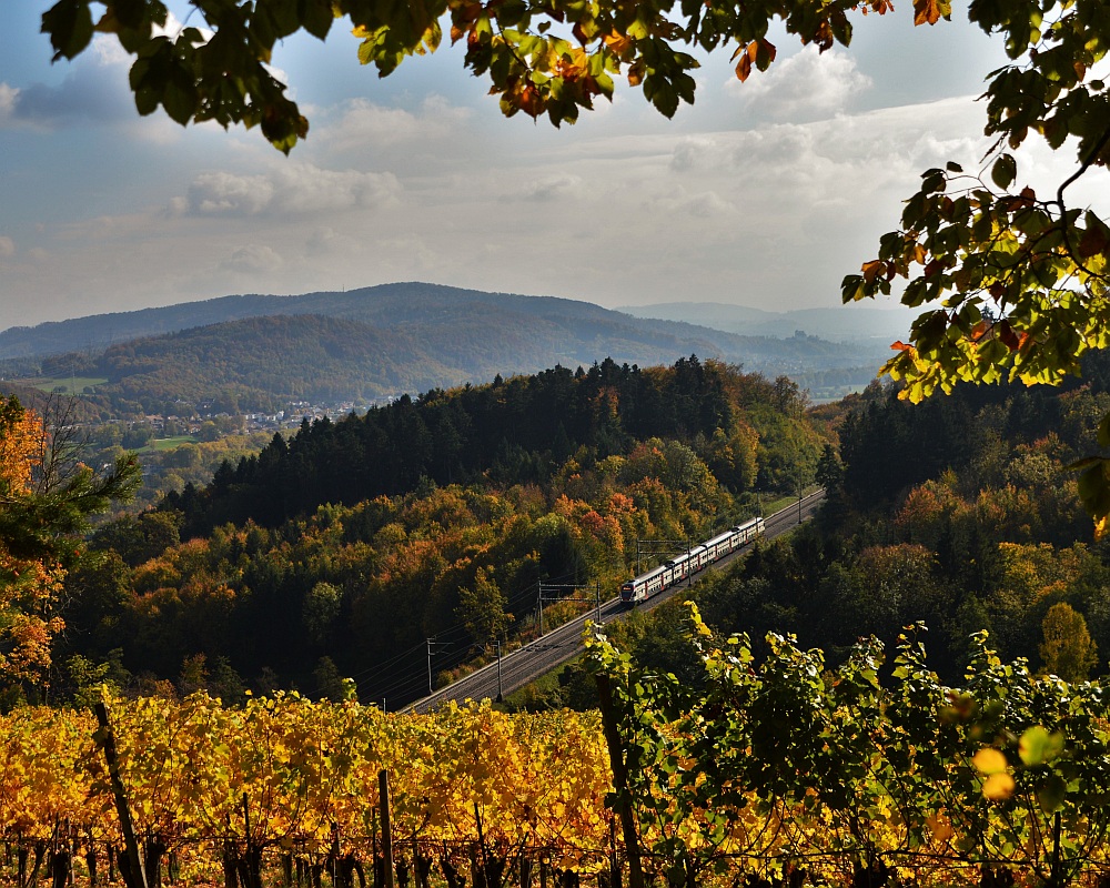 Herbst im Weinberg