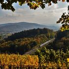 Herbst im Weinberg