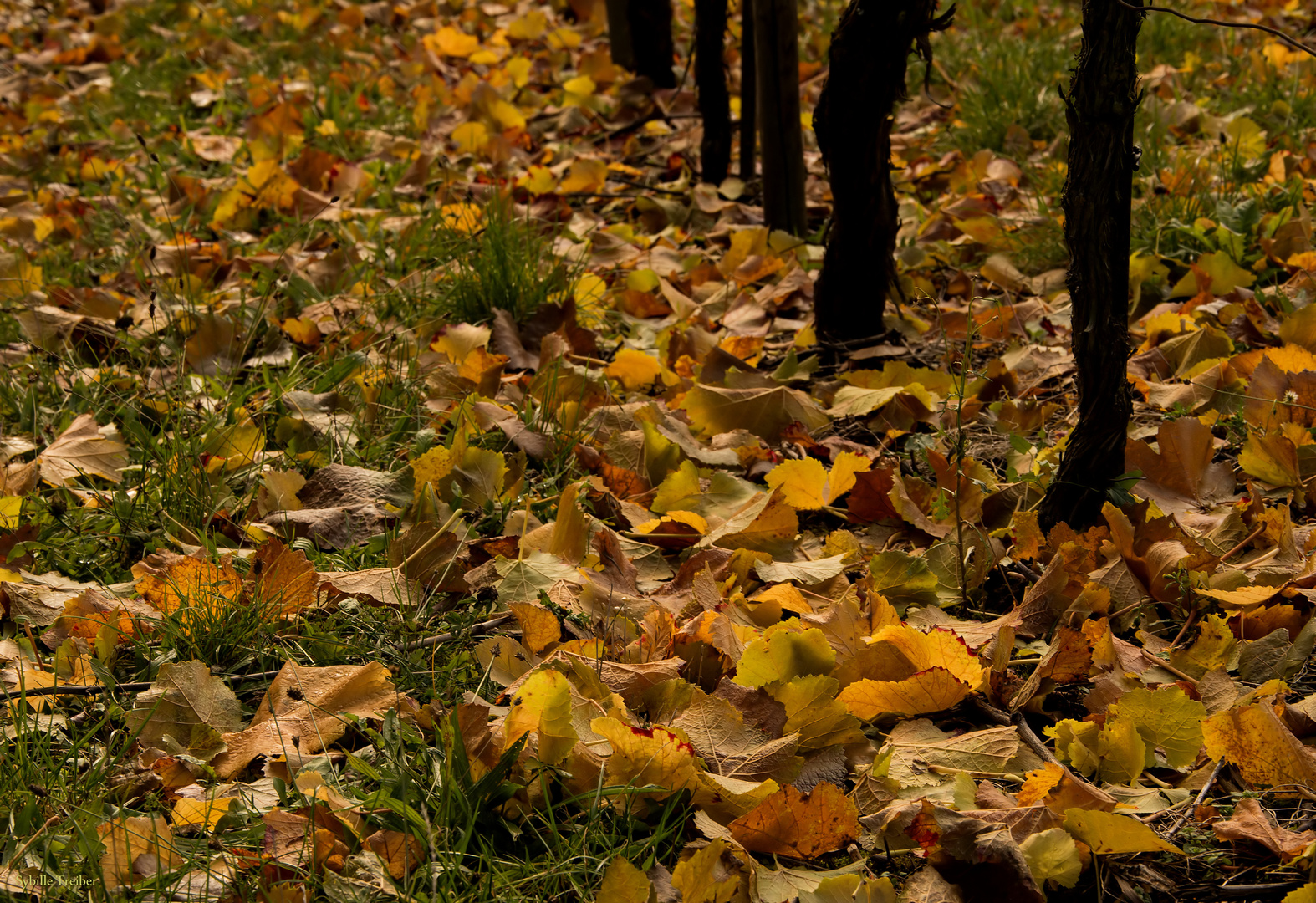 Herbst im Weinberg