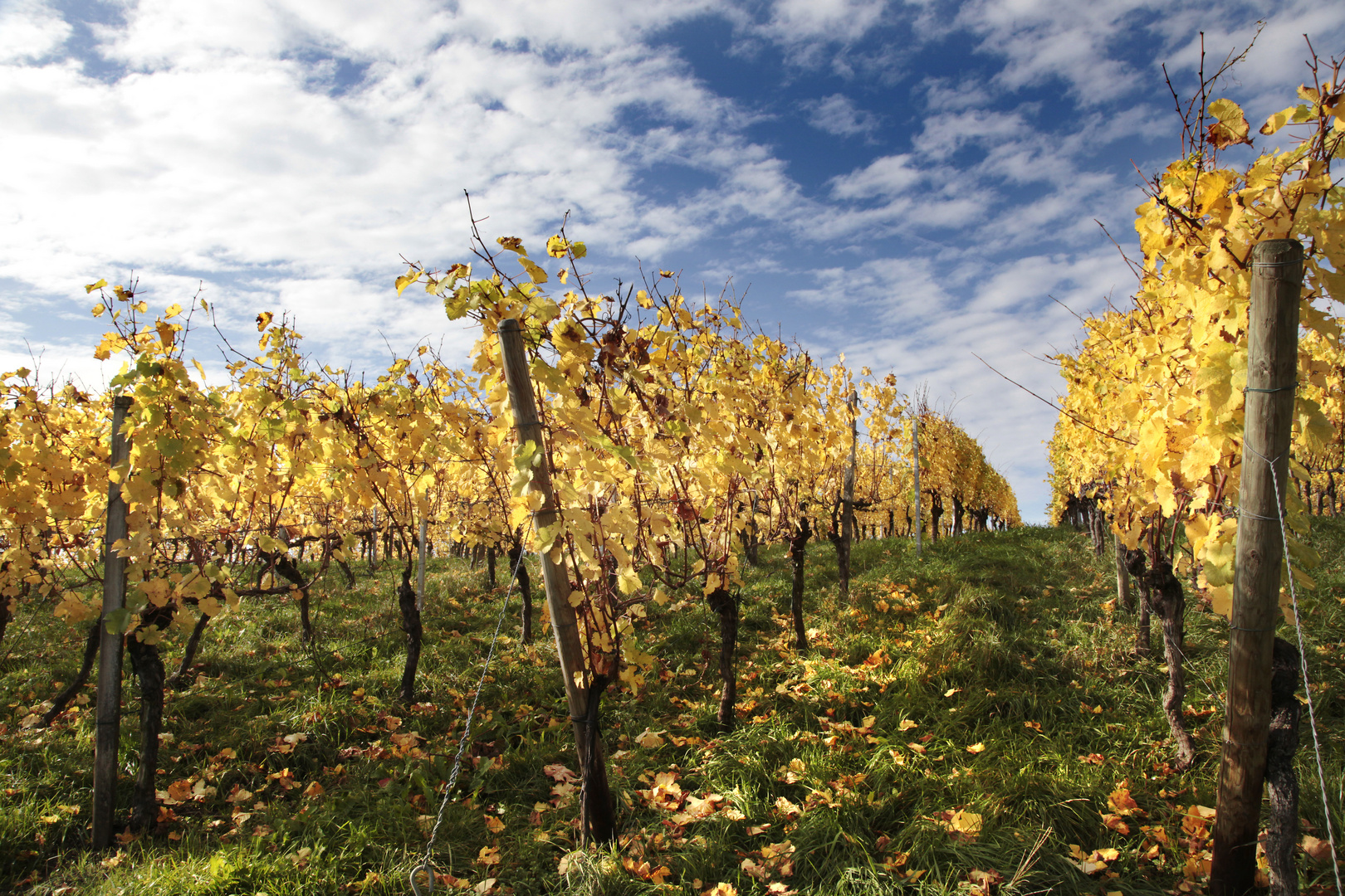 Herbst im Weinberg