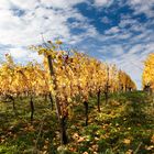 Herbst im Weinberg