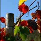 Herbst im Weinberg