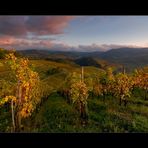 Herbst im Weinberg