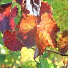 Herbst im Weinberg