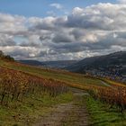 Herbst im Weinberg