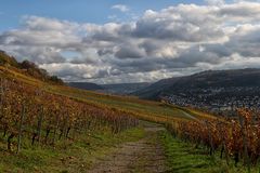 Herbst im Weinberg