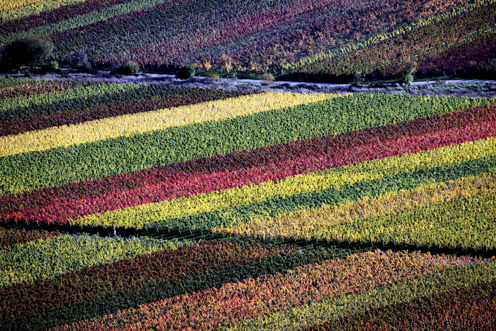 Herbst im Weinberg