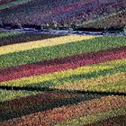 Herbst im Weinberg