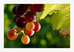 "Herbst im Weinberg"