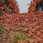 Herbst im Weinberg