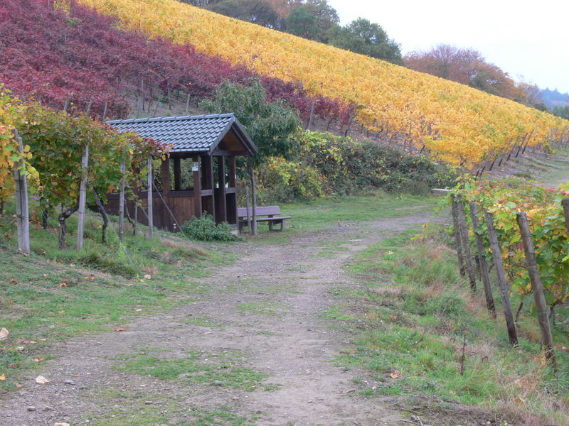 Herbst im Weinberg