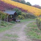 Herbst im Weinberg