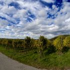 ... Herbst im Weinberg ...