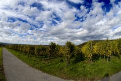 ... Herbst im Weinberg ...