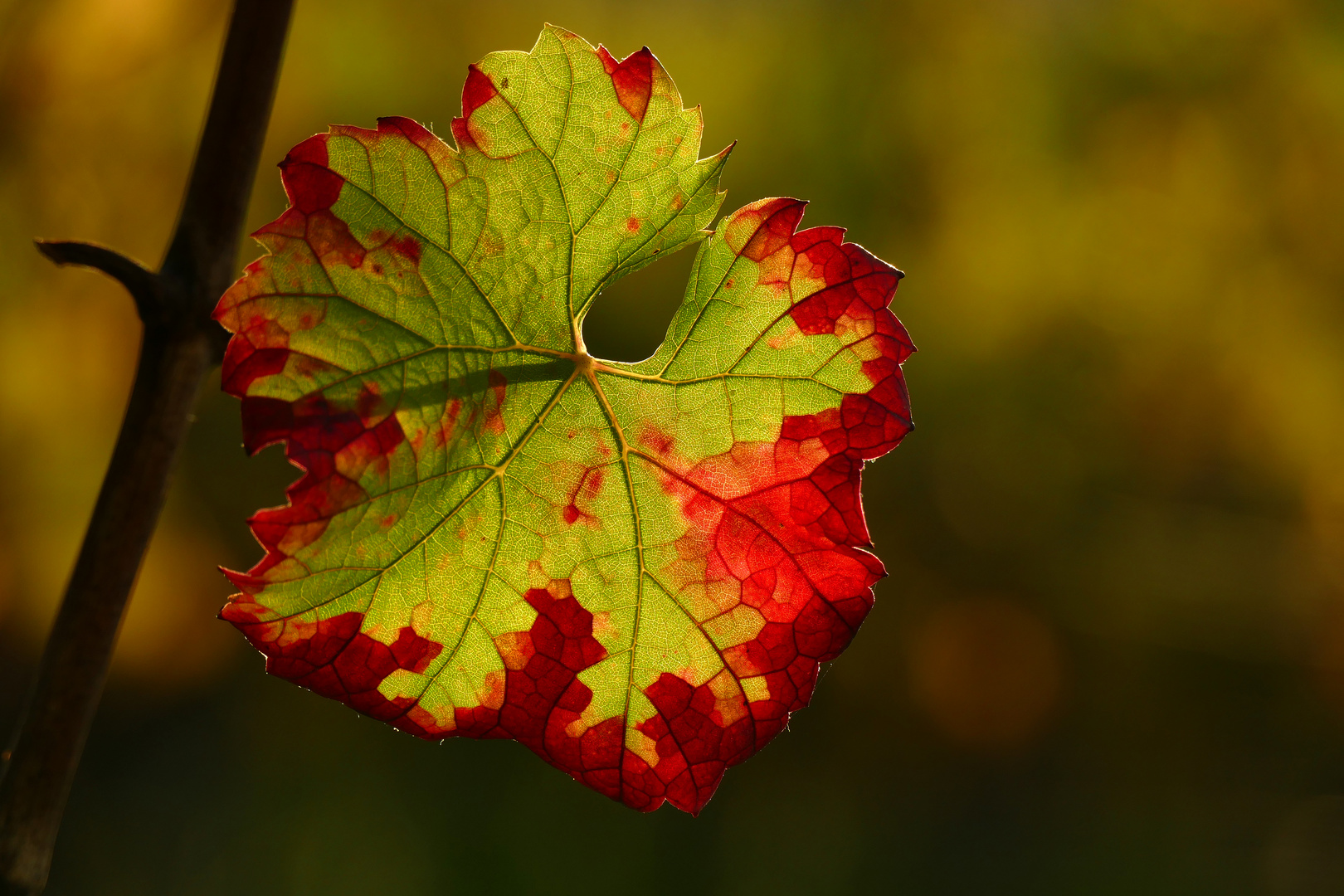 Herbst im Weinberg