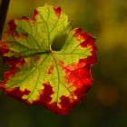 Herbst im Weinberg