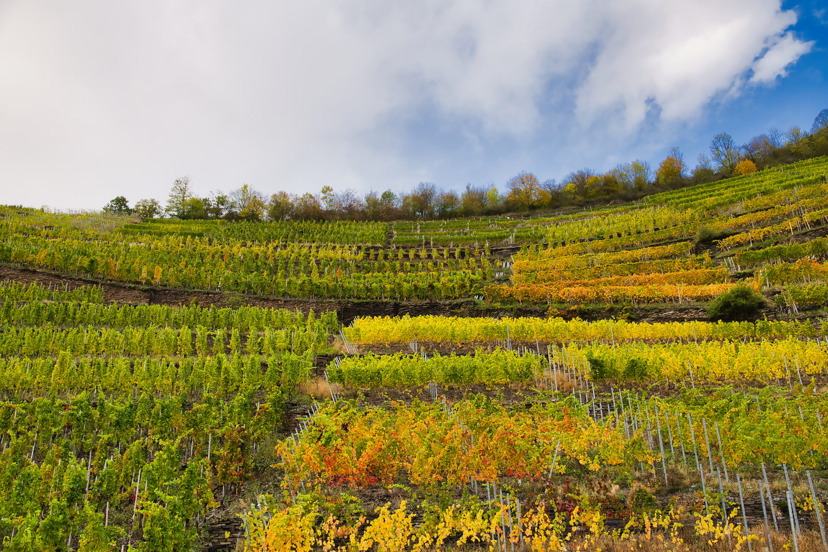 Herbst im Weinberg an der Ahr