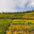 Herbst im Weinberg an der Ahr