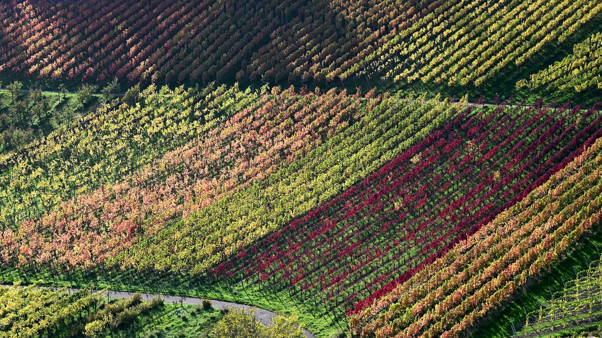 Herbst im Weinberg