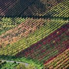 Herbst im Weinberg