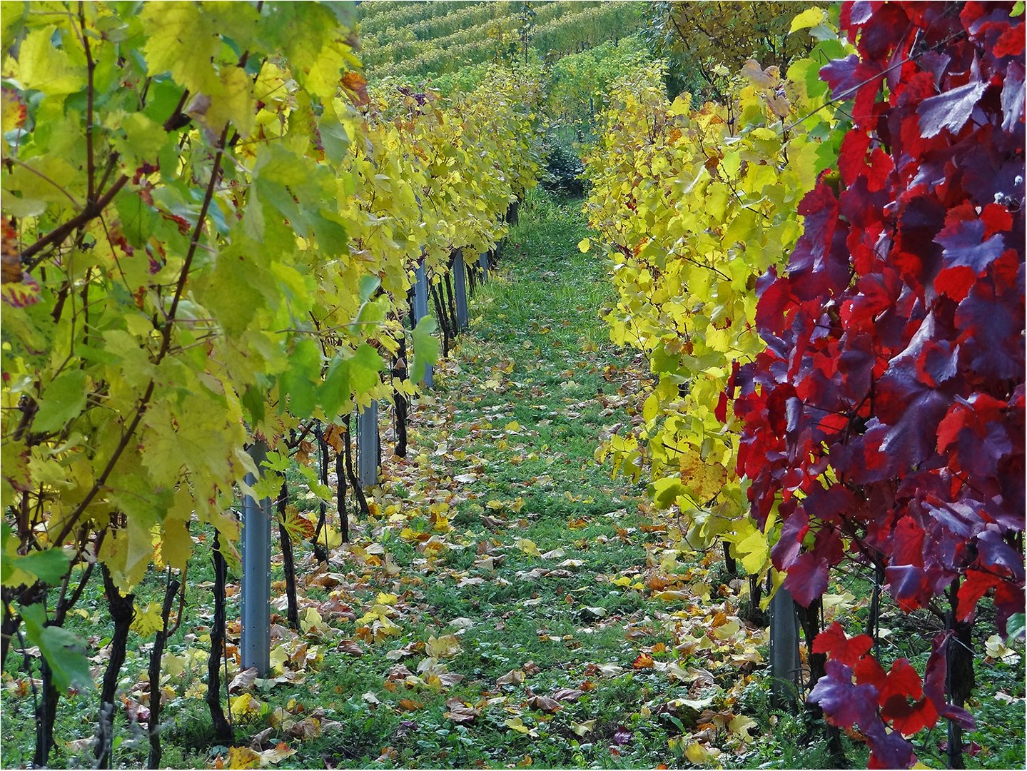 Herbst im Weinberg