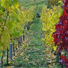 Herbst im Weinberg