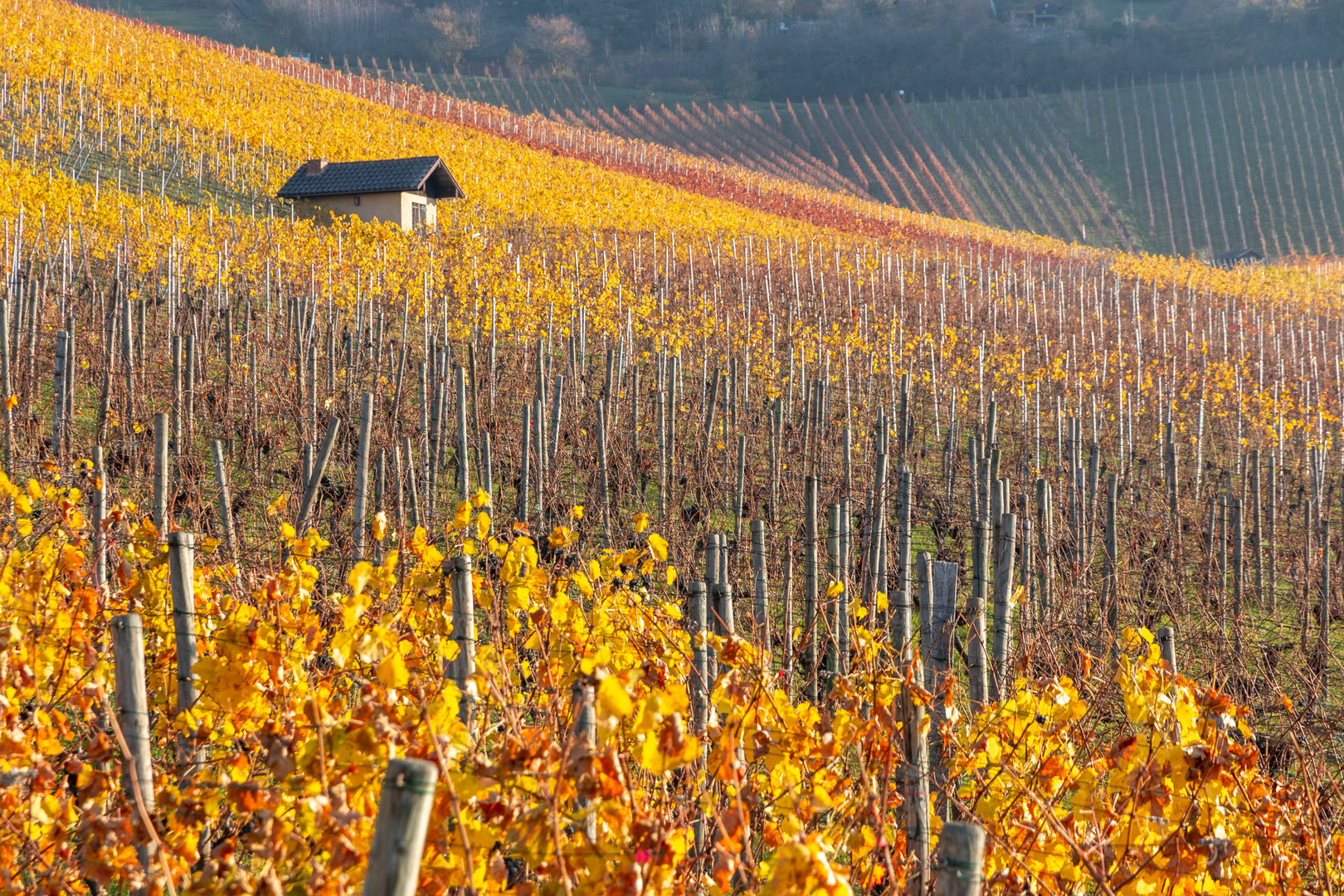 Herbst im Weinberg