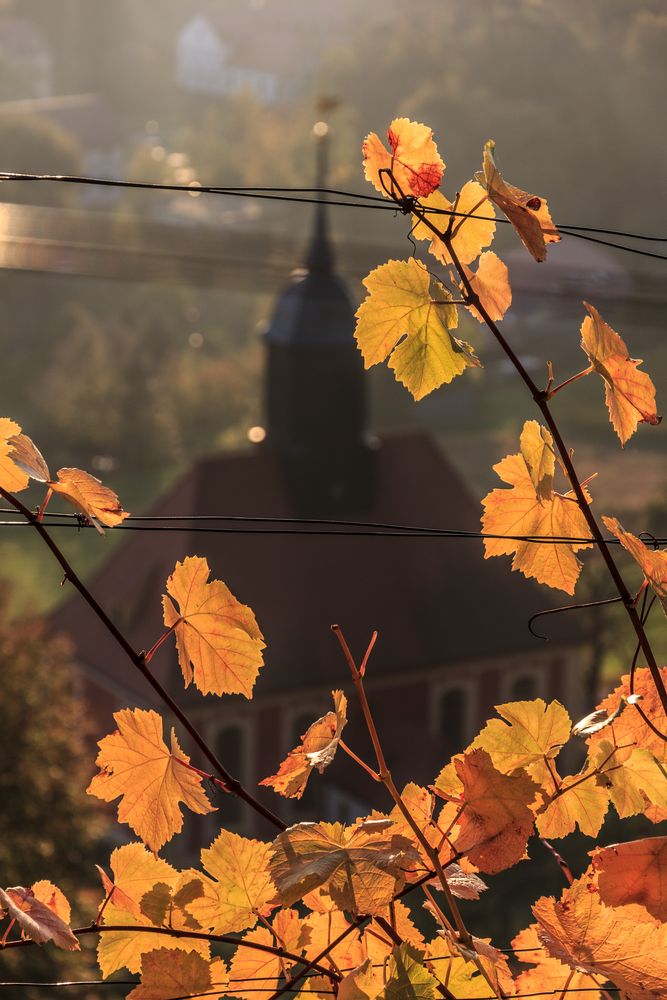 Herbst im Weinberg