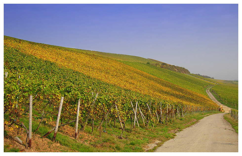 Herbst im Weinberg