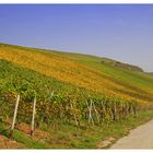 Herbst im Weinberg