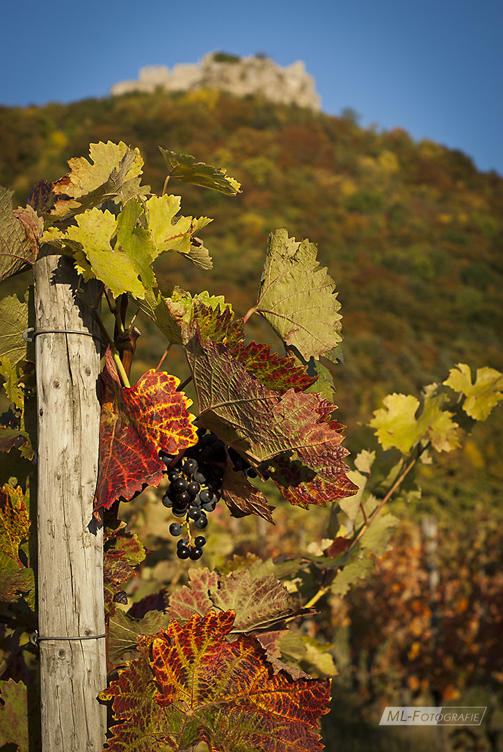 Herbst im Weinberg bei Neuffen