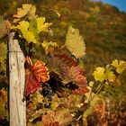 Herbst im Weinberg bei Neuffen