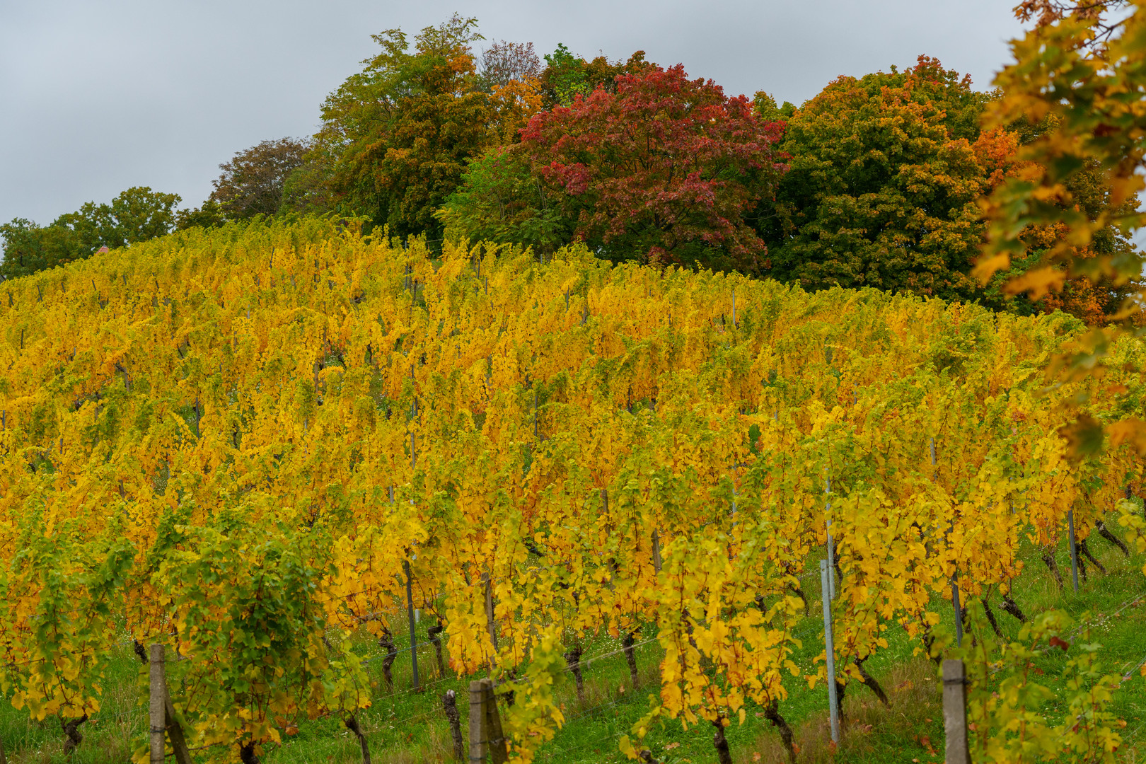 Herbst im Weinberg