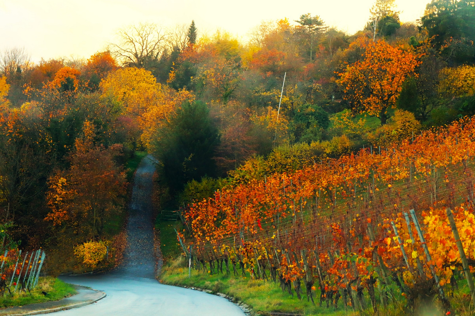 Herbst im Weinberg 