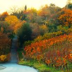 Herbst im Weinberg 