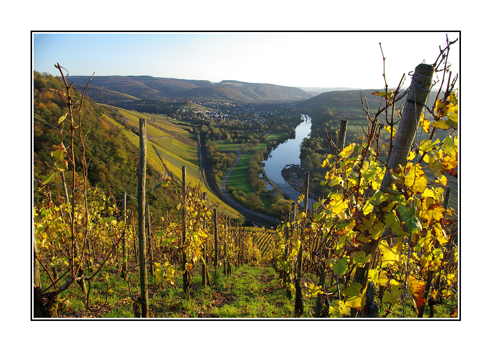 Herbst im Weinberg