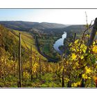 Herbst im Weinberg