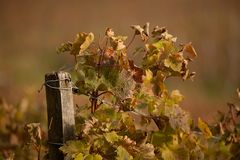 Herbst im Weinberg