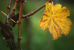 Herbst im Weinberg