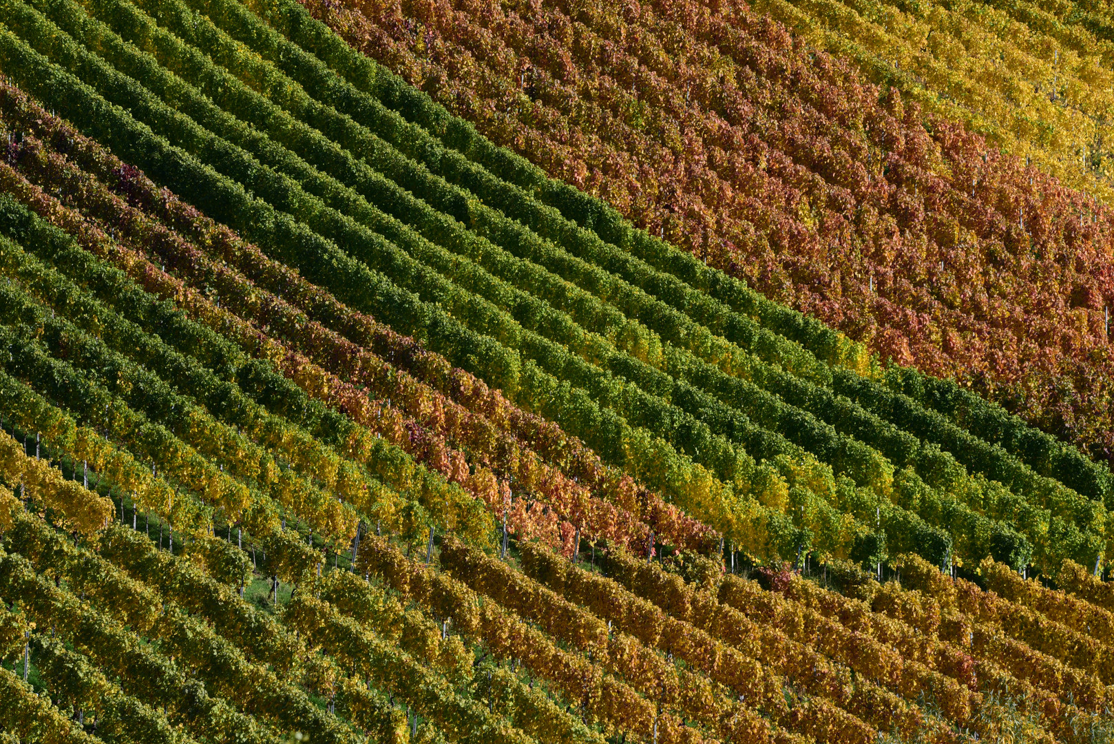 Herbst im Weinberg