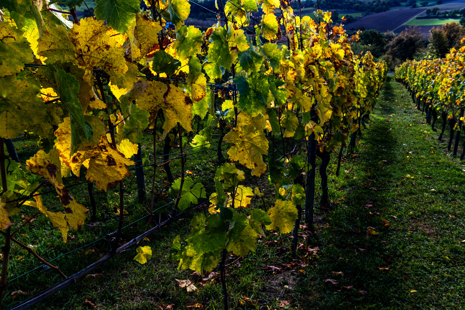 Herbst im Weinberg