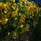 Herbst im Weinberg