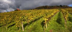 herbst im weinberg