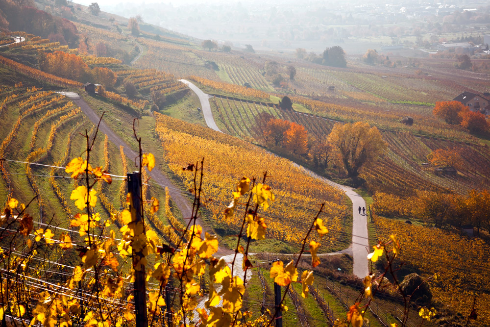 Herbst im Weinberg