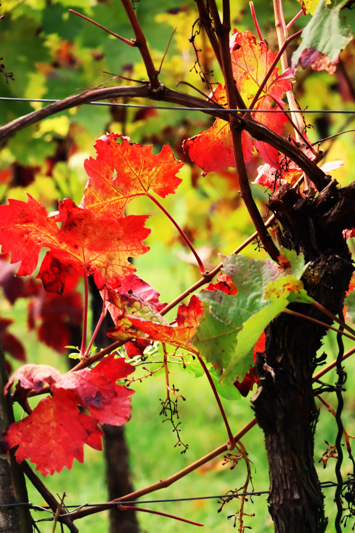 Herbst im Weinberg....