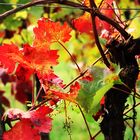 Herbst im Weinberg....